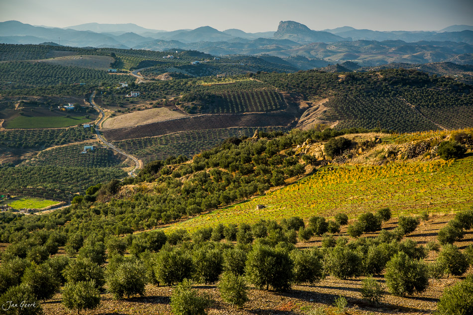 Olivenhaine und Getreidefelder in Ronda mit Bergkette, Südlicht Andalusien Spanien – Jan Geerk Fotograf Basel