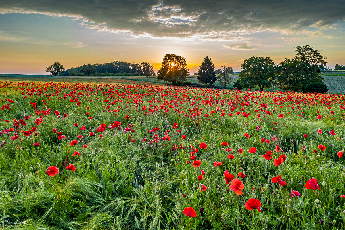 Rotes Mohnfeld in Bruderholz bei Sonnenuntergang im Sommer, Baselland Schweiz – Jan Geerk Fotograf Basel