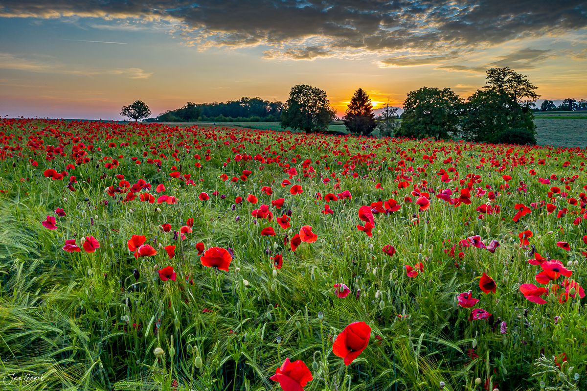 Rotes Mohnfeld in Bruderholz bei Sonnenuntergang, Sommer in der Schweiz – Jan Geerk Fotograf Basel