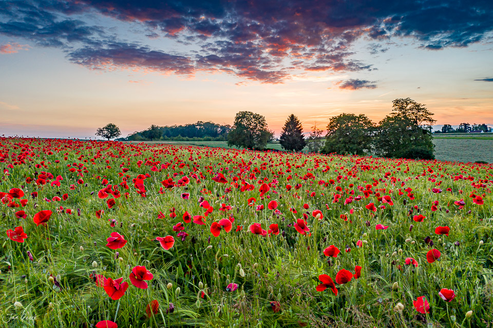 Rotes Mohnfeld in voller Blüte bei Sonnenuntergang in Bruderholz Baselland Schweiz – Jan Geerk Fotograf Basel