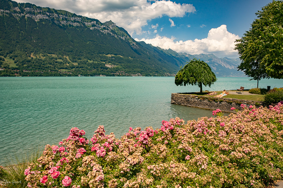 Blütenstauden am Brienzersee mit Alpenpanorama bei Bönigen im Sommer, Berner Oberland Schweiz – Jan Geerk Fotograf Basel