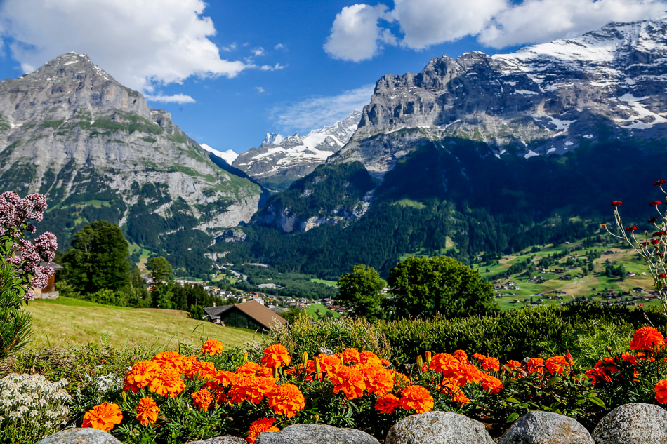 Alpblumen mit Schreckhorn und Wetterhorn im Hintergrund, Grindelwald Berner Oberland Schweiz – Jan Geerk Fotograf Basel