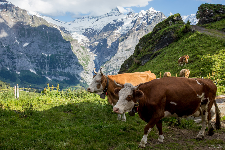 Kühe grasen auf der Bachalp mit schneebedeckten Bergen im Hintergrund, Sommer in den Berner Alpen Schweiz – Jan Geerk Fotograf Basel