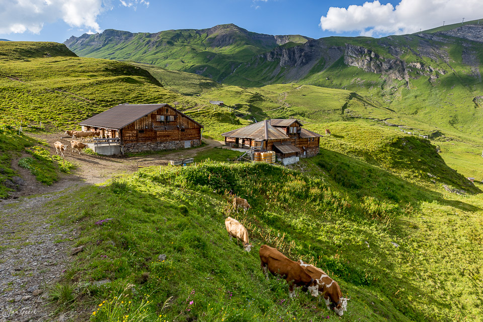 Alpensiedlung mit Kühen auf grüner Weide, Berghütten in Bachalpsee-Gegend, Sommerliche Berglandschaft, Berner Oberland Schweiz – Jan Geerk Fotograf Basel