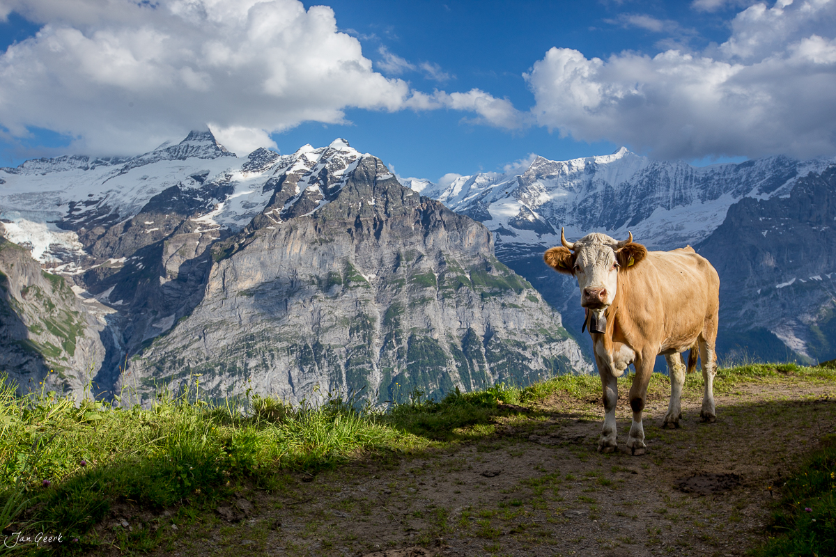 Alpenkuh auf Alpweide mit Blick auf Schreckhorn und Wetterhorn, Bachalpsee Berner Oberland Schweiz – Jan Geerk Fotograf Basel