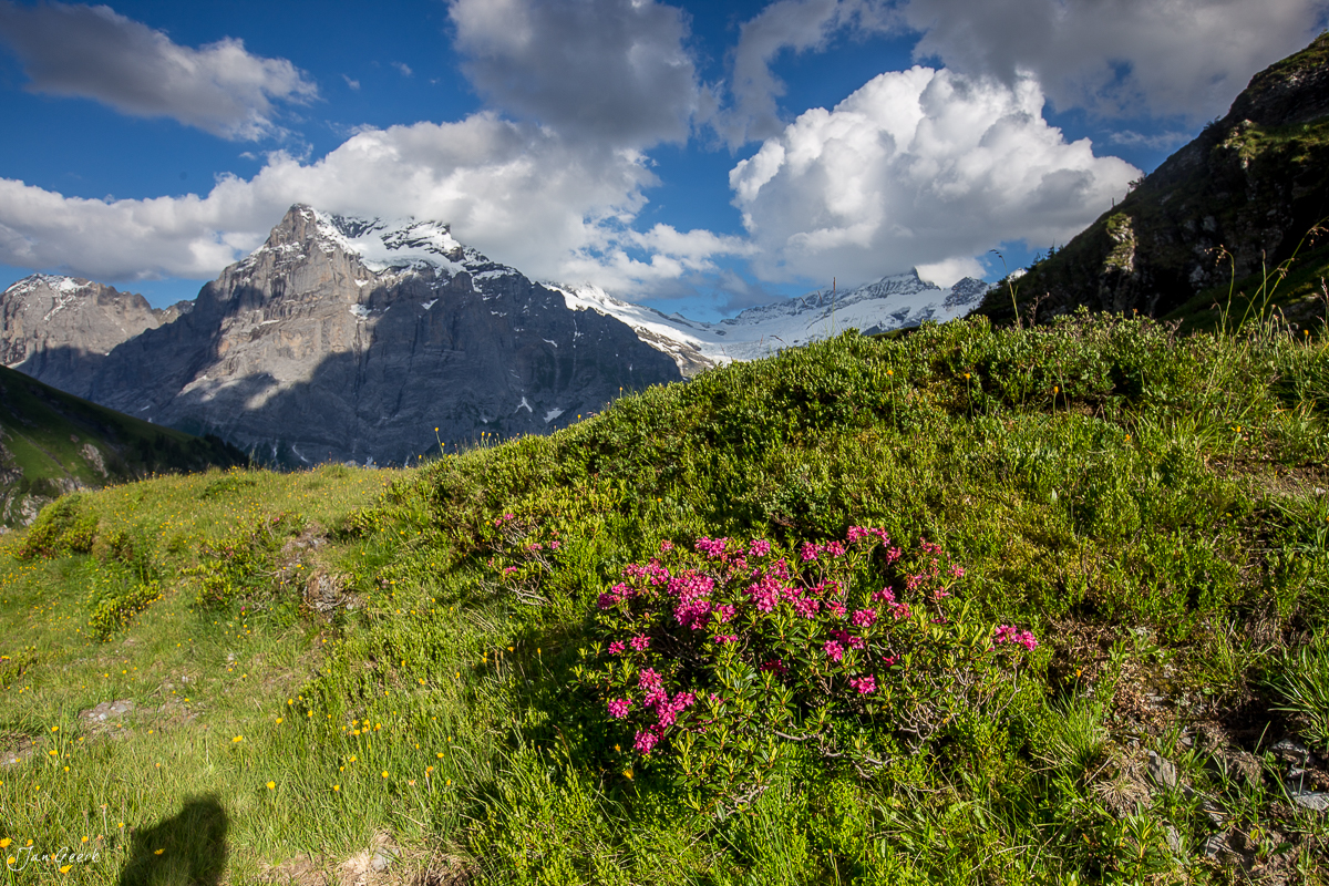 Alpenwiese mit rosa Blüten und schneebedeckten Bergspitzen am Bachalpsee im Sommer, Berner Oberland Schweiz – Jan Geerk Fotograf Basel
