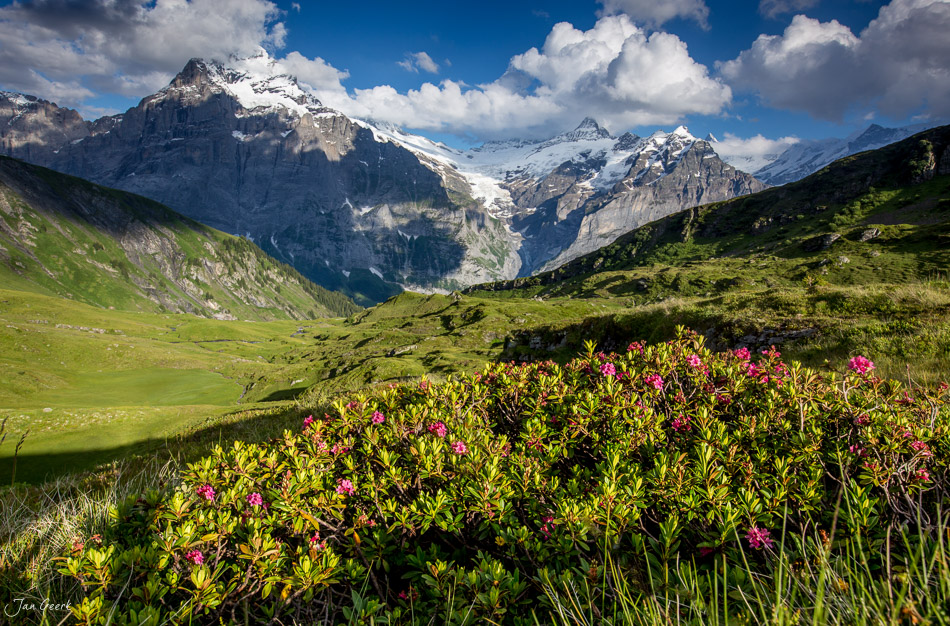 Blühendes Hochgebirge mit verschneiten Gipfeln am Bachalpsee, Sommer in den Berner Alpen Schweiz – Jan Geerk Fotograf Basel