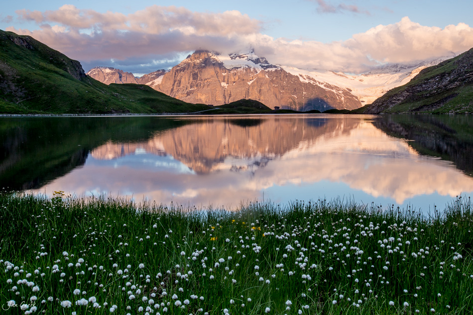 Bachalpsee mit Schreckhorn und Wetterhorn, Spiegelung im ruhigen Wasser, Alpenblüte Sommer, Berner Oberland Schweiz – Jan Geerk Fotograf Basel