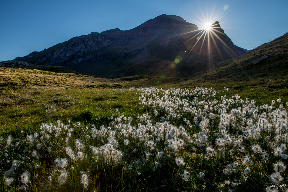 Weisse Blüten Bachalpsee Sommerwiese Berg Gegenlicht Berner Oberland Schweiz Jan Geerk Fotograf Basel