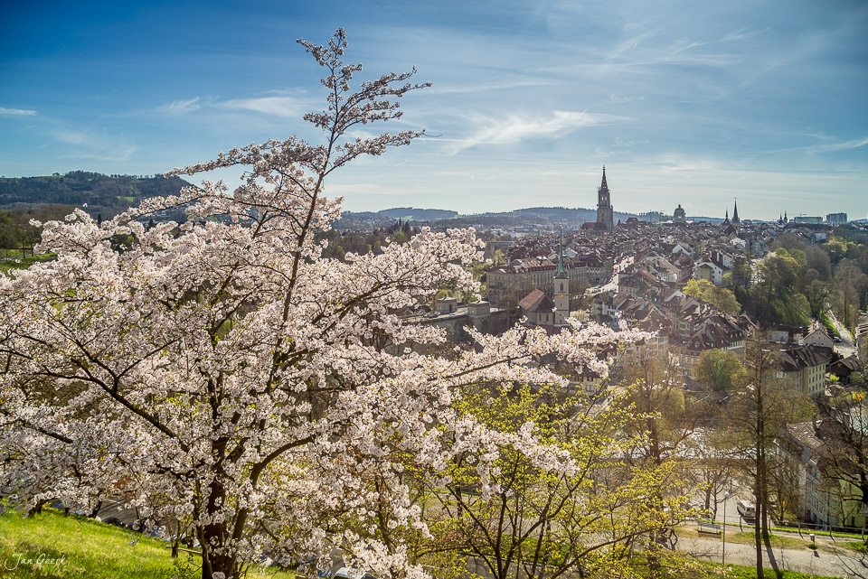 Kirschblüte im Rosengarten Bern mit Blick auf Altstadt und Münster, Frühjahr Schweiz – Jan Geerk Fotograf Basel