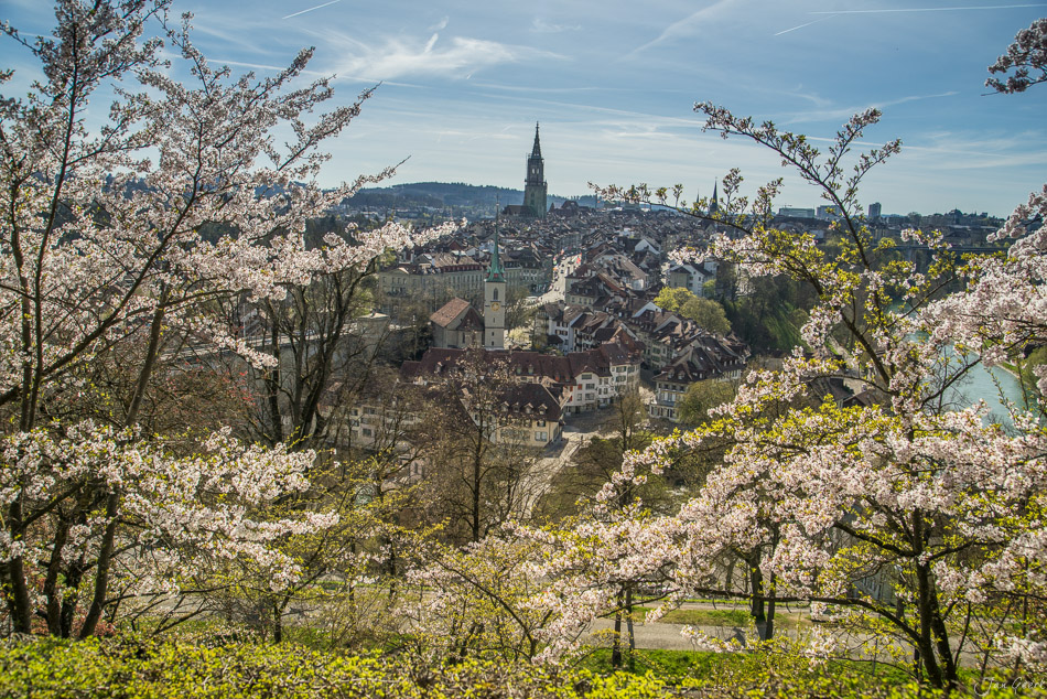 Kirschblüte über Bern mit Münster und Altstadt im Frühling, Berneroberland Schweiz – Jan Geerk Fotograf Basel