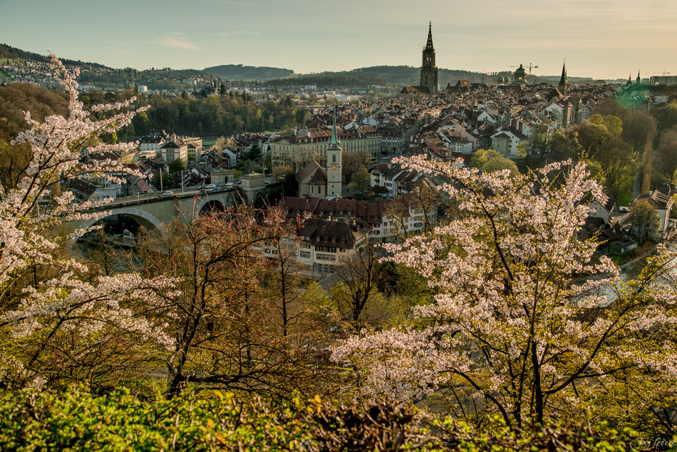 Kirschblüte im Frühling über Bern Altstadt mit Münster, Aare und Rosengarten, Schweiz – Jan Geerk Fotograf Basel