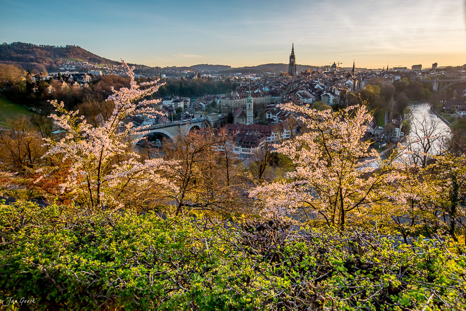 Kirschblüte Rosengarten Bern Frühling Altstadt Aare Münster Schweiz Jan Geerk Fotograf Basel