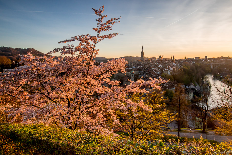 Kirschblüte im Rosengarten Bern mit Altstadt und Münster im golden glühenden Frühlingslicht Schweiz Jan Geerk Fotograf Basel