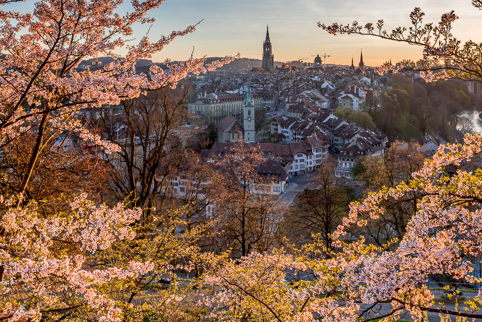 Kirschblüte über Bern Altstadt mit Münster im Frühling, Berneroberland Schweiz – Jan Geerk Fotograf Basel