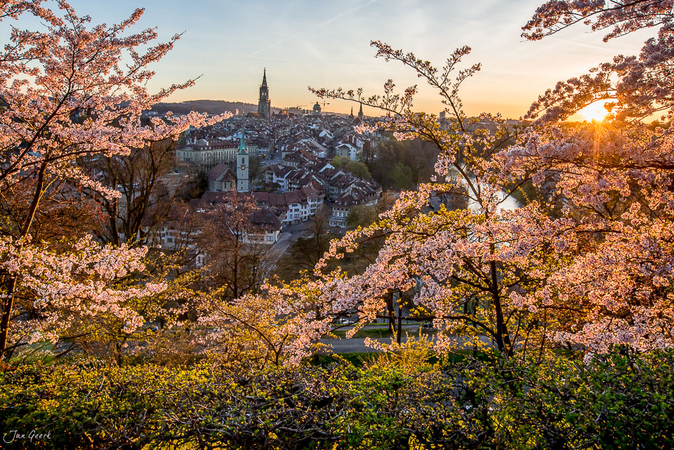 Kirschblüte im Rosengarten mit Blick auf Berns Altstadt und Münster bei Sonnenaufgang Frühling Schweiz – Jan Geerk Fotograf Basel