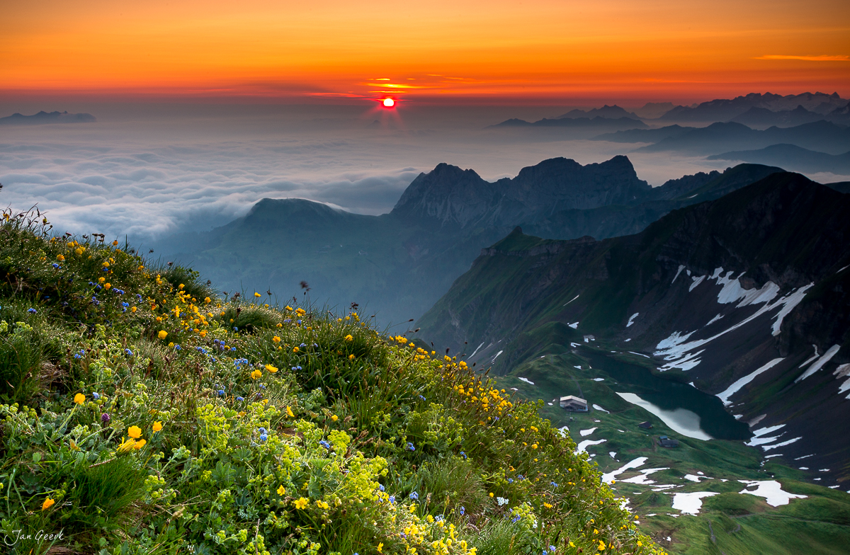 Alpenblumen Brienz Rothorn Sonnenaufgang Berner Oberland Schweiz Jan Geerk