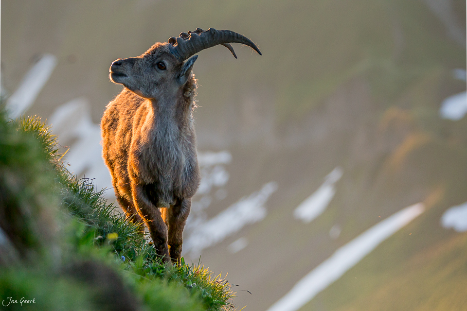 Steinbock Brienzer Rothorn Alpenlandschaft Herbstlicht Berner Oberland Schweiz Jan Geerk Fotograf Basel