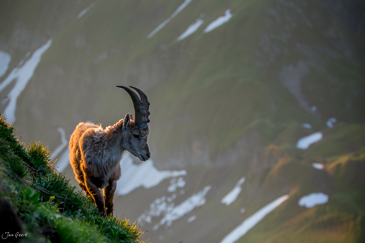 Alpensteinbock Brienzer Rothorn Morgenlicht Berner Oberland Schweiz Jan Geerk Fotograf Basel