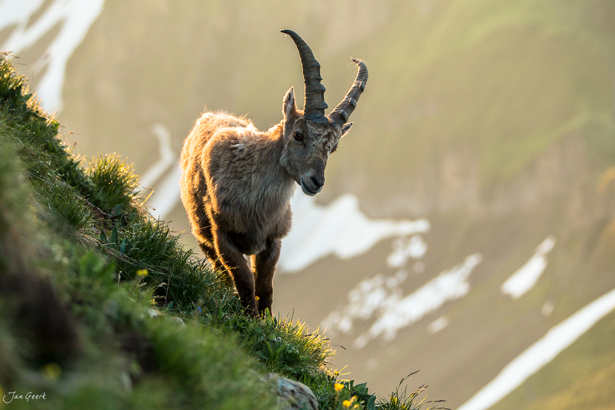 Alpensteinbock Brienzer Rothorn Alpen Berner Oberland Schweiz Jan Geerk Fotograf Basel