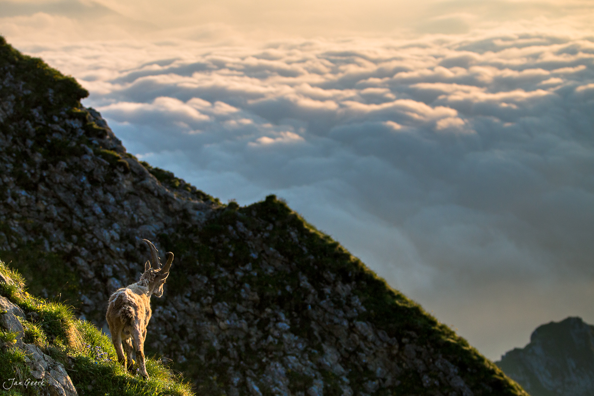 Alpensteinbock Brienzer Rothorn Sonnenaufgang Berner Oberland Schweiz Jan Geerk Fotograf Basel