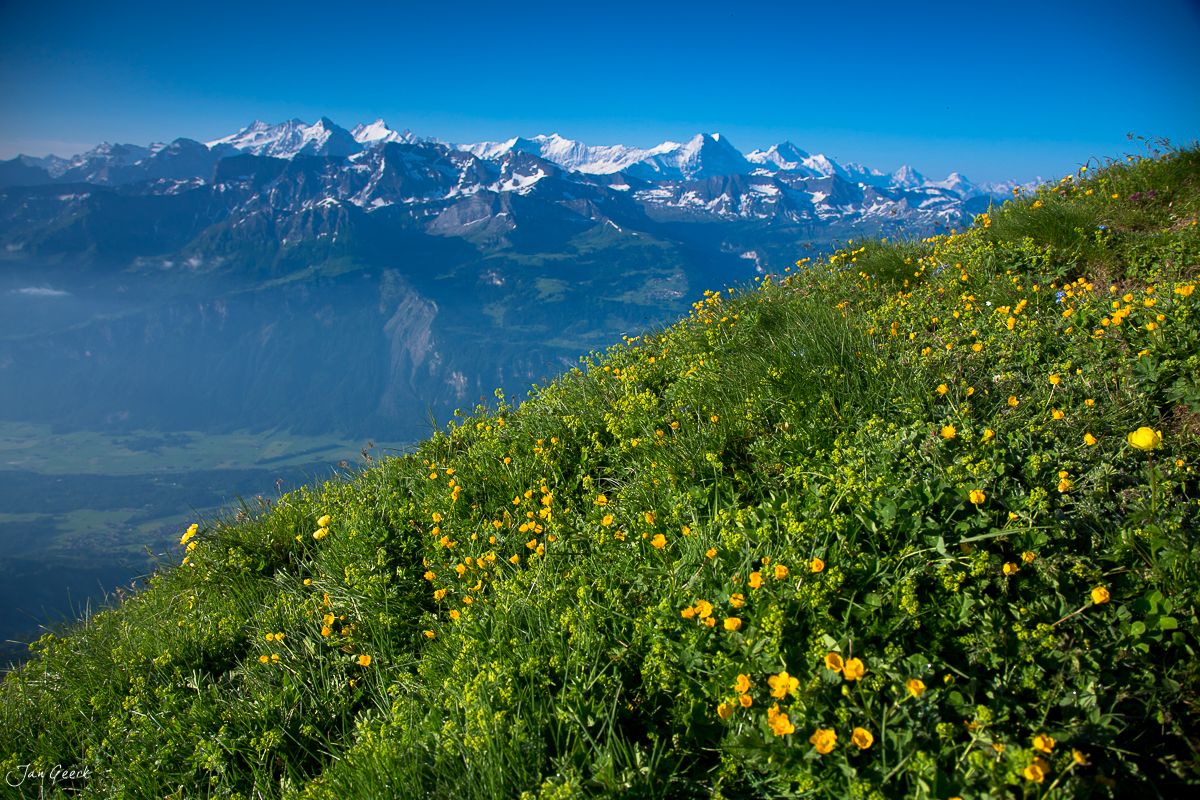 Alpenblüte Brienzer Rothorn Frühsommer Berner Oberland Schweiz Jan Geerk Fotograf Basel