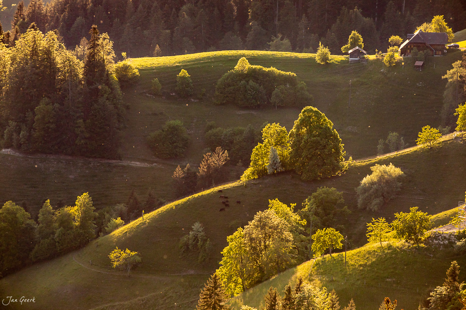 Hügelige Landschaft im Emmental mit golden beleuchteten Bäumen und Wiesen im Sommerlicht Schweiz – Jan Geerk Fotograf Basel