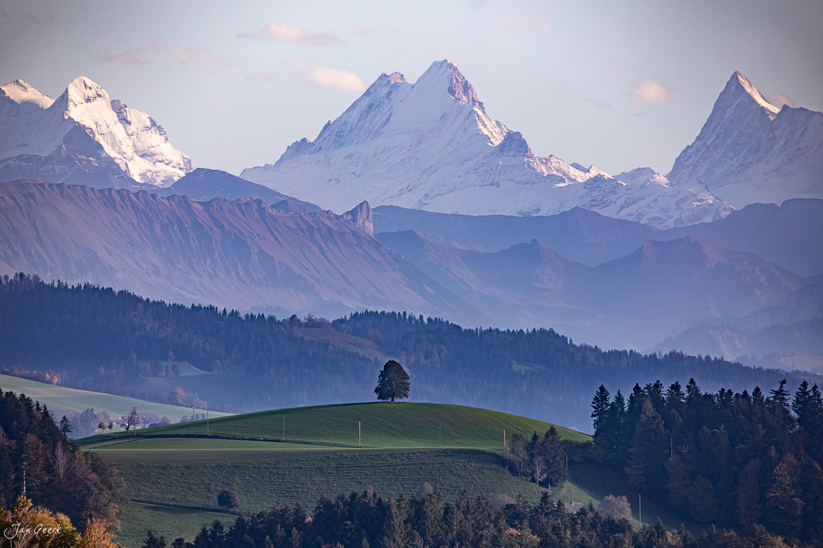 Einzelner Baum auf grüner Wiese im Emmental mit schneebedeckten Alpen im Herbstlicht, Berneroberland Schweiz – Jan Geerk Fotograf Basel