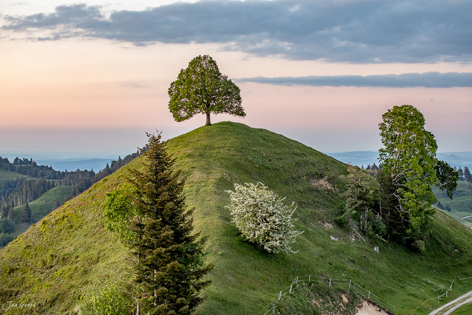 Einzelner Baum auf grünem Hügel im Emmental bei Sonnenuntergang, Berner Oberland Schweiz – Jan Geerk Fotograf Basel