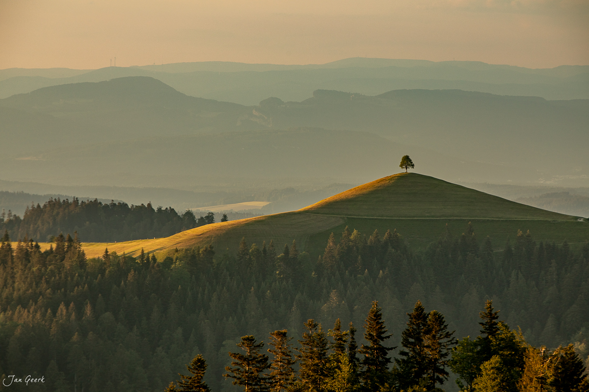 Grüne Hügel mit einzelnem Baum auf der Lüderenalp bei Morgenlicht, Emmental Berner Oberland Schweiz – Jan Geerk Fotograf Basel