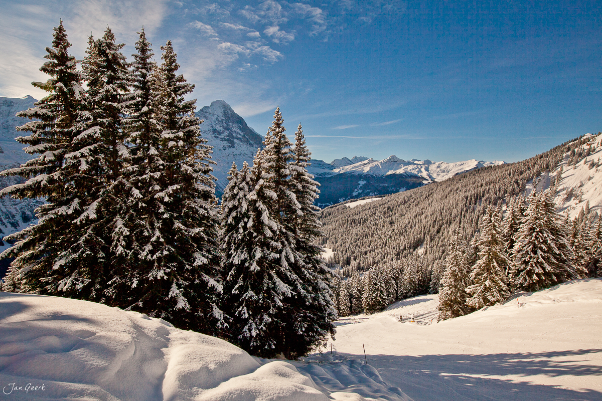 Schneebedeckte Fichten Grindelwald-First Winterlandschaft Berner Oberland Schweiz Jan Geerk Fotograf Basel
