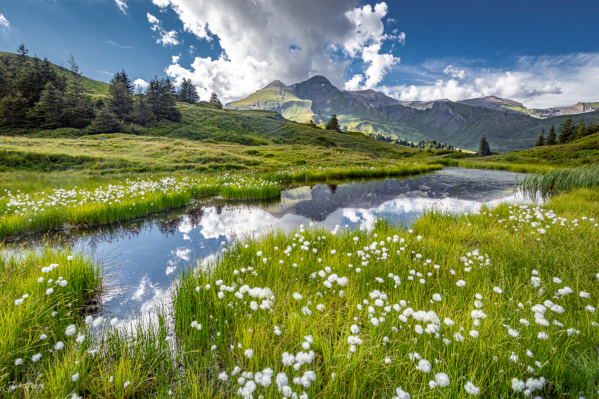 Bergsee mit Wollgras und Bergen bei Grosse Scheidegg, Berner Oberland, Schweiz – Jan Geerk Fotograf Basel