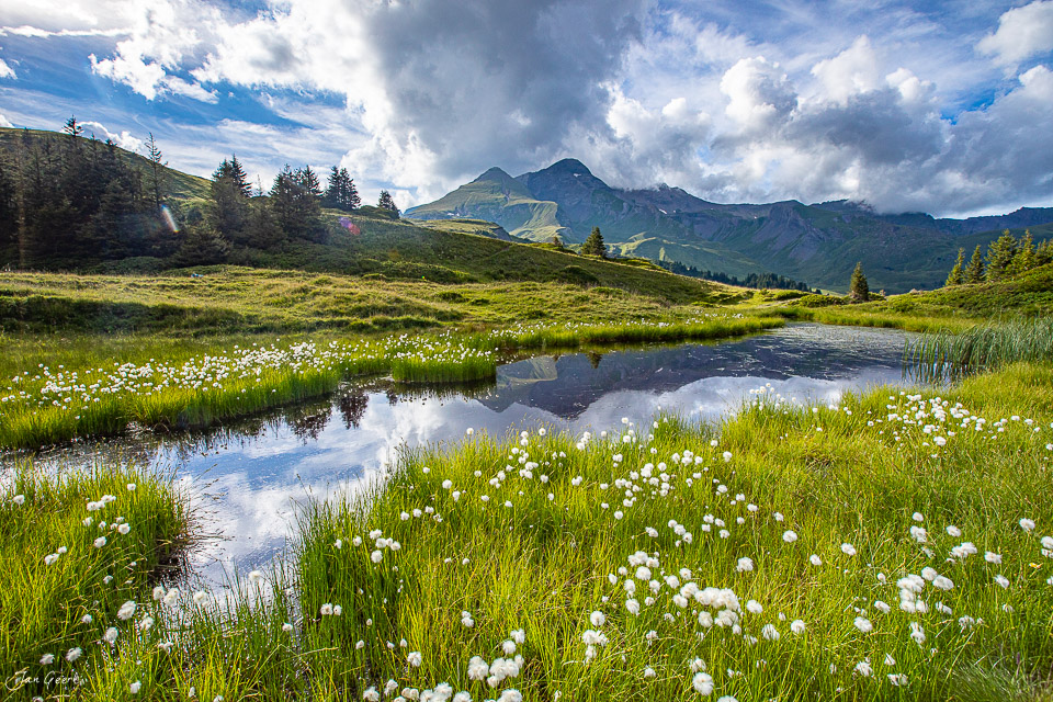 Bergwiese mit weissen Blüten und Bergsee bei Grosse Scheidegg, Berner Oberland, Sommer, Schweiz – Jan Geerk Fotograf Basel