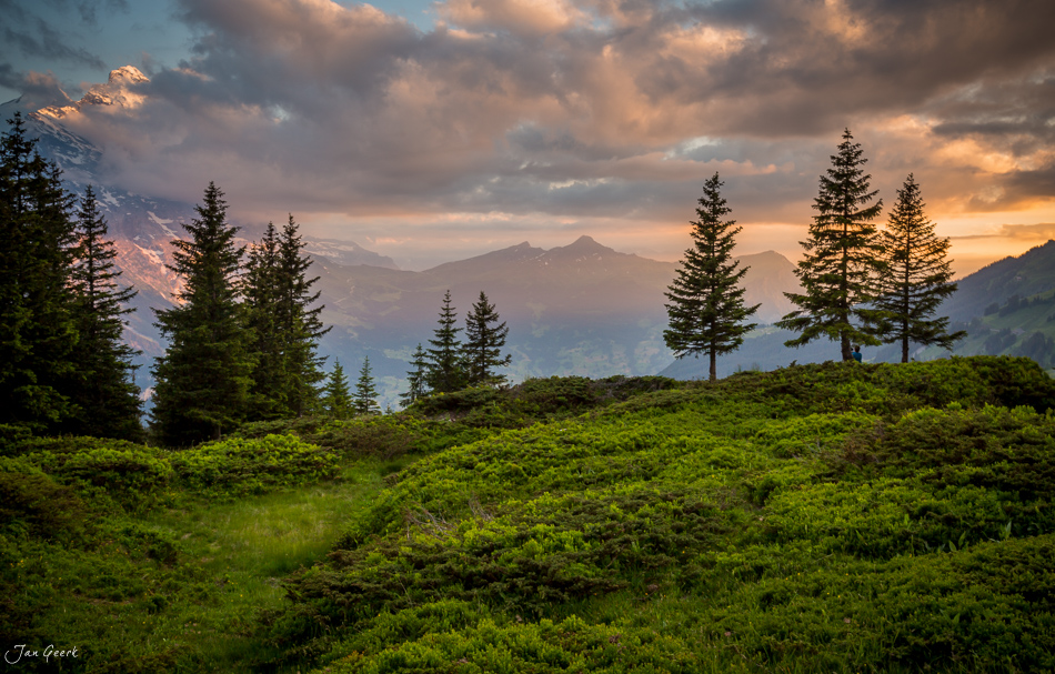 Alpenpanorama mit Fichten und Bergen bei Grosse Scheidegg, Sommermorgen, Berner Oberland Schweiz – Jan Geerk Fotograf Basel