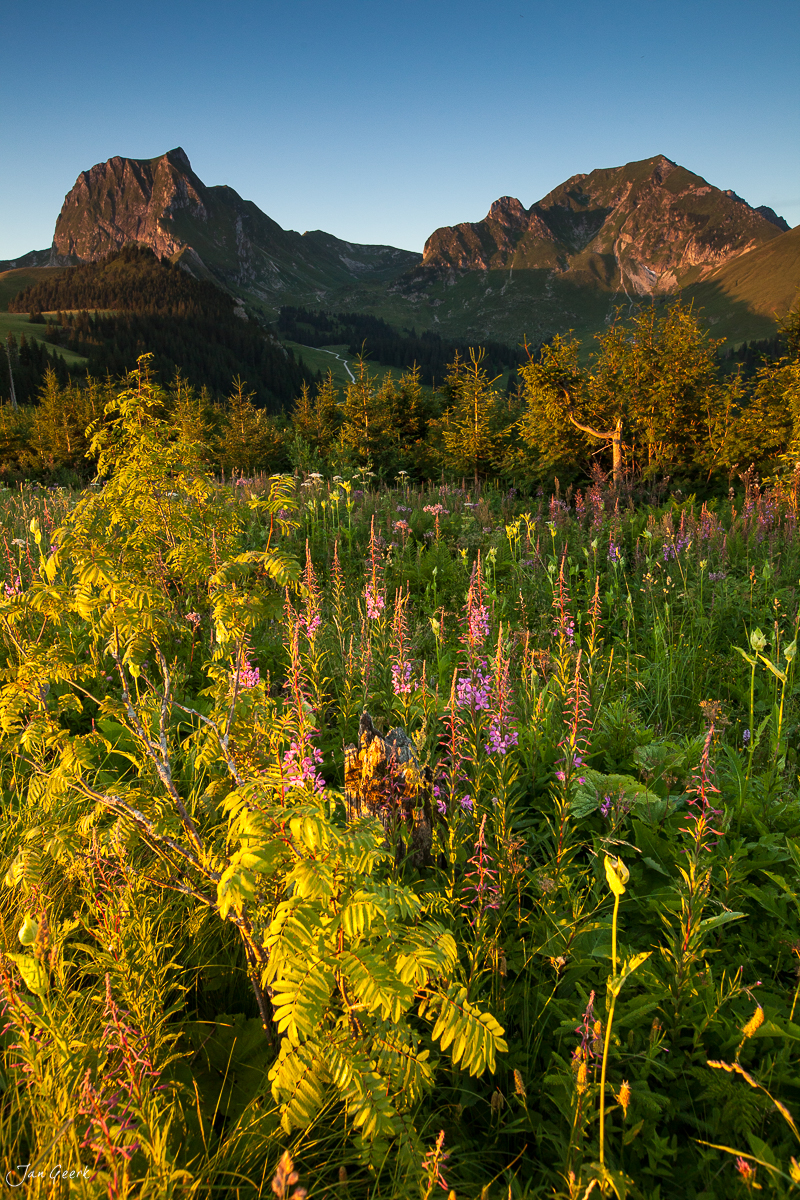 Alpenwiesenblüten Gurnigel Sommermorgen Berner Oberland Schweiz Jan Geerk Fotograf Basel