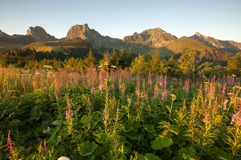 Alpenkräuter Blütenwiese Gurnigel Sonnenaufgang Berner Oberland Schweiz Jan Geerk Fotograf Basel