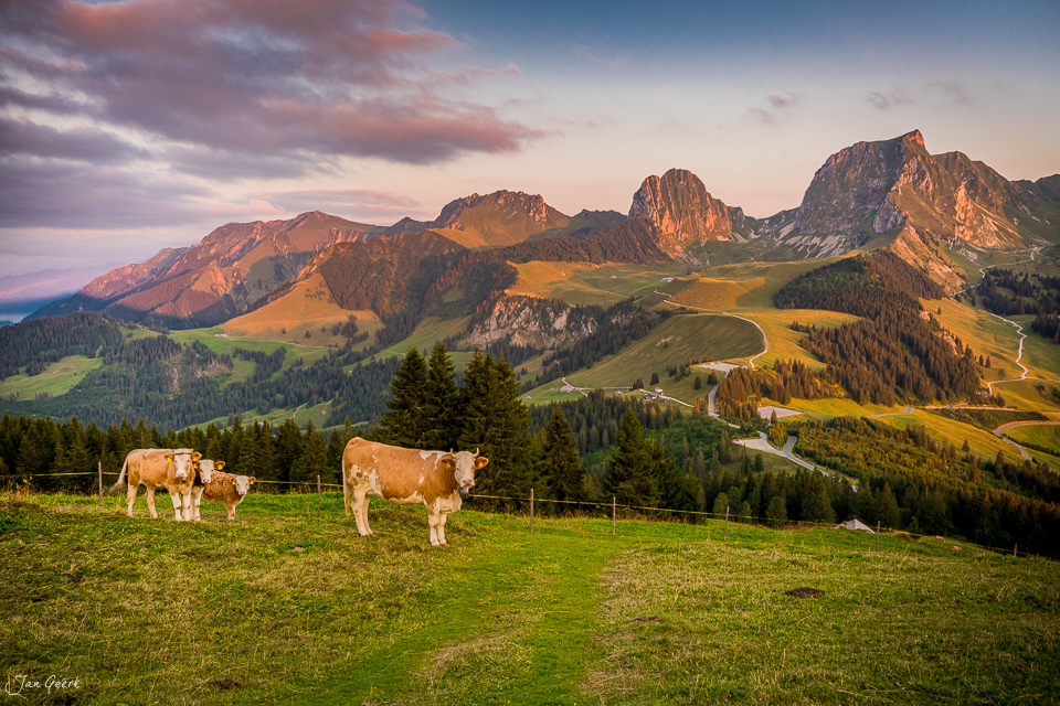 Kühe auf Alpenweide mit Blick auf Gurnigel Berge, Herbstlicht, Berner Oberland Schweiz – Jan Geerk Fotograf Basel