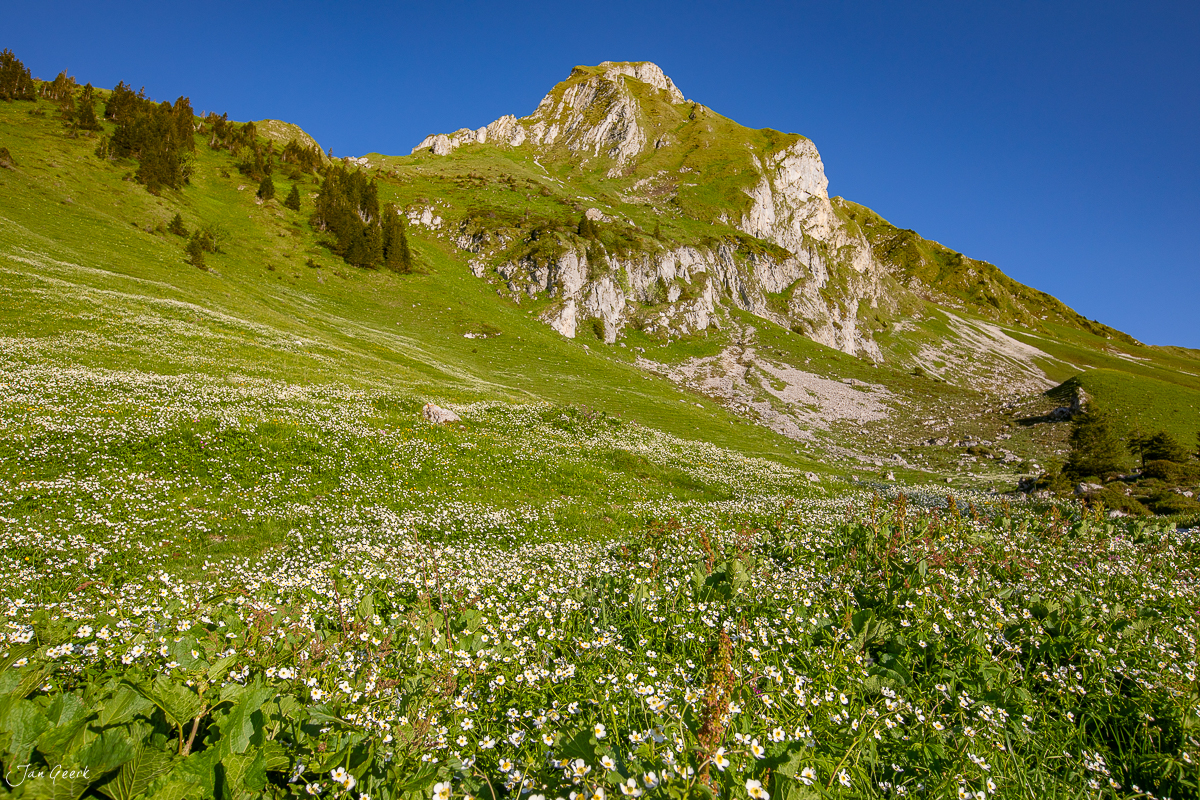 Blütenwiese am Gurnigel mit Kalkfelsen im Bergsommer, Berner Oberland Schweiz – Jan Geerk Fotograf Basel
