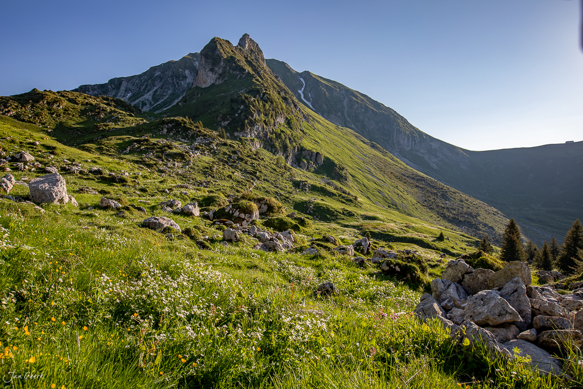 Alpenmassiv Gurnigel mit blühender Bergwiese im Sommerlicht, Berner Oberland Schweiz – Jan Geerk Fotograf Basel