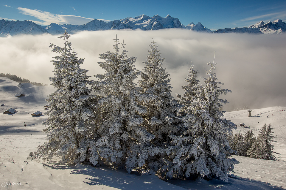 Verschneite Fichten und Tannen auf Hasliberg mit Bergpanorama und Nebelmeer, Berner Oberland Schweiz – Jan Geerk Fotograf Basel