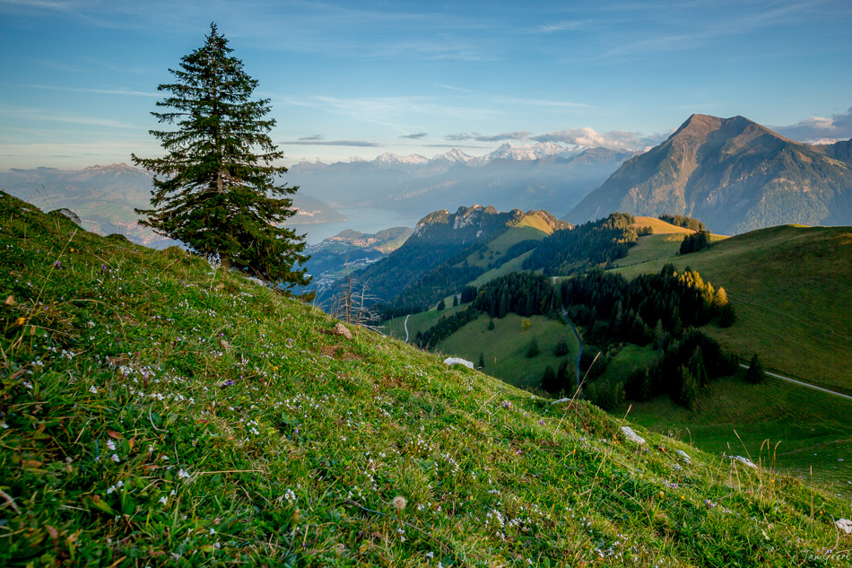 Alpweide mit Lärchenbaum und Blick auf Eiger, Jungfrau, Mönch im Berner Oberland Sommer Schweiz – Jan Geerk Fotograf Basel