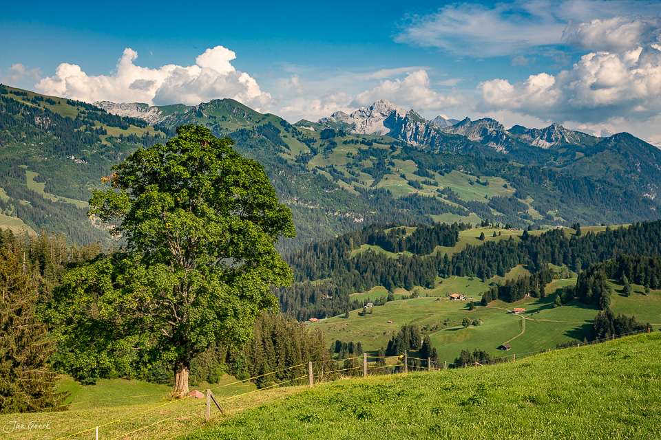 Alpweide mit mächtigem Laubbaum am Jaunpass, grüne Berglandschaft, Sommer, Berner Oberland Schweiz – Jan Geerk Fotograf Basel