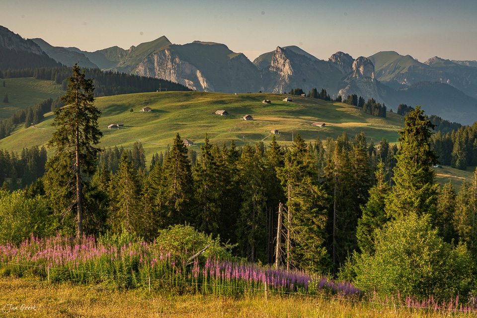 Alpwiese mit Weidenröschen und Gastlosen Bergen bei Sonnenuntergang im Berner Oberland Schweiz – Jan Geerk Fotograf Basel