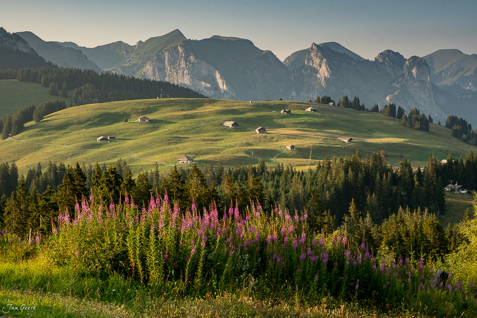 Blühende Alpenblumen am Jaunpass mit Bergpanorama im Sommer, Berner Oberland Schweiz – Jan Geerk Fotograf Basel