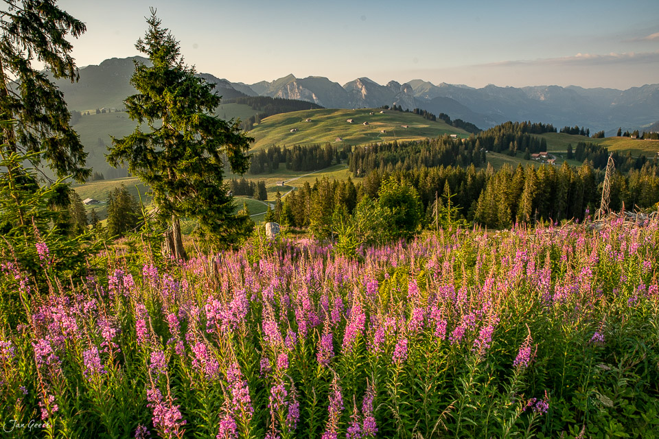 Weidenröschen blühen am Jaunpass mit Alpengipfeln im Hintergrund bei Sonnenaufgang in der Schweiz – Jan Geerk Fotograf Basel