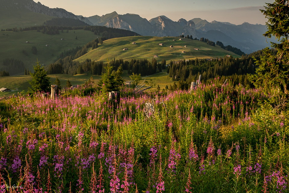 Blühendes Weidenröschen am Jaunpass mit Alpenblick im Sonnenaufgang, Berner Oberland Schweiz – Jan Geerk Fotograf Basel