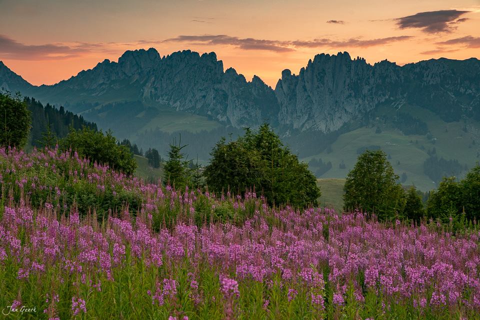 Weidenröschen und Alpenblumen am Jaunpass bei Sonnenuntergang, Berner Oberland Schweiz – Jan Geerk Fotograf Basel