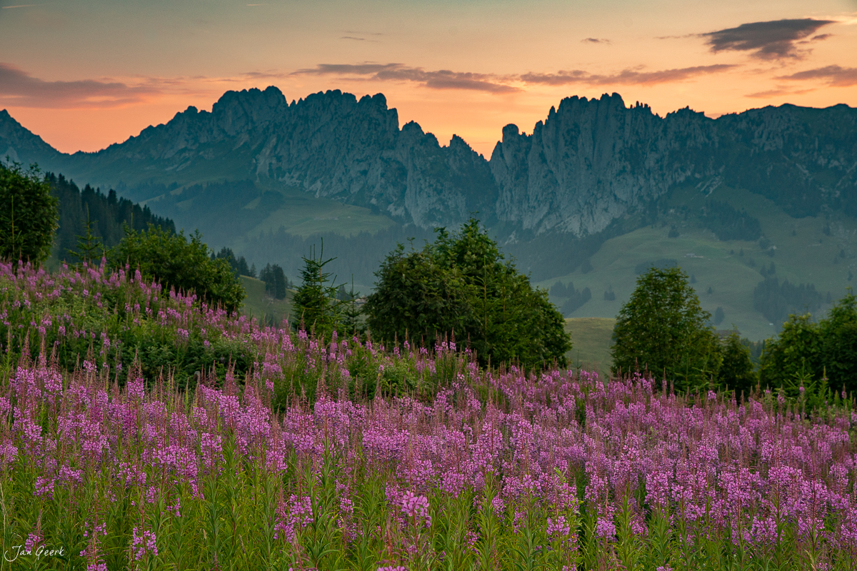 Weidenröschen Blütenfeld am Jaunpass mit Gastlosen bei Sonnenuntergang Berner Oberland Schweiz – Jan Geerk Fotograf Basel