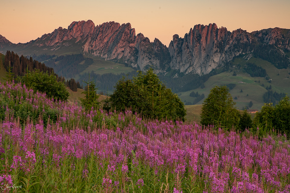 Weidenröschen blühen am Jaunpass mit dramatischen Berggipfeln im Hintergrund bei Sonnenaufgang im Sommer, Berner Oberland Schweiz – Jan Geerk Fotograf Basel