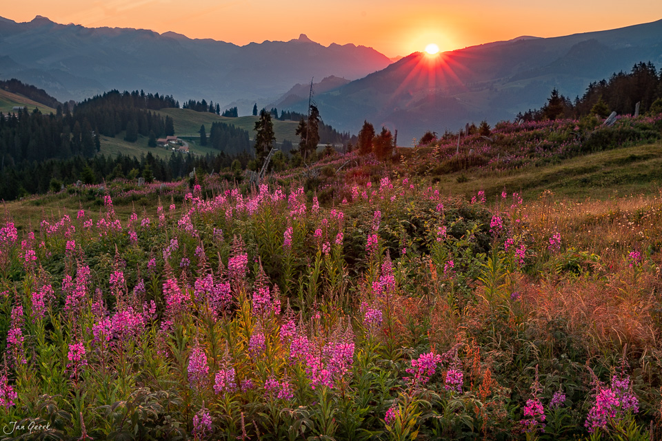 Weidenröschen Blütenfeld am Jaunpass bei Sonnenaufgang, Berner Oberland Schweiz – Jan Geerk Fotograf Basel